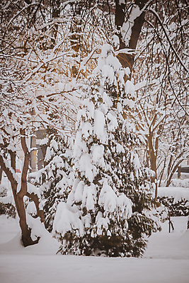 포토 JPG 해외이미지 나무 식물 십자가 겨울 자연 날씨 스키 흑백 풍경 사람없음 야외 목재 세계 걷기 얼음 추위 나뭇가지 승차 숲 언덕 서리 폭풍 눈보라 삼림지대 해외포토 자연요소 계절 재료 모션 겨울스포츠 눈_날씨 촬영기법 생태계 파일형식 이미지허브