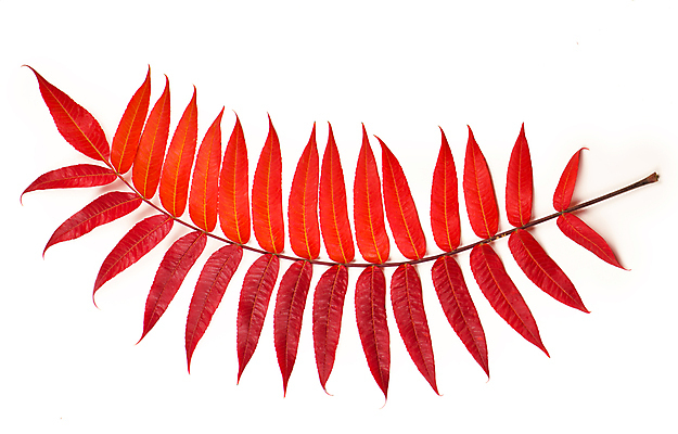 포토 JPG 해외이미지 단풍 낙엽 사람없음 빨간색 오브젝트 해외포토 컬러 잎 파일형식 이미지허브