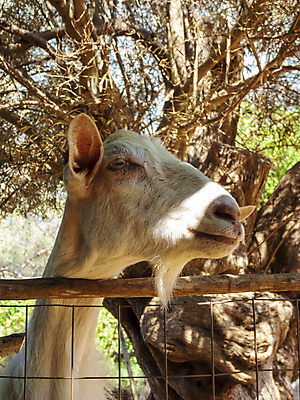 포토 JPG 해외이미지 나무 동물 1 여자 얼굴 농업 포유류 자연 염소 털 사람없음 야외 여름 울타리 농장 농경지 갈색 머리 마을 가축 목장 흰색 시골 소 닫기 그리스 귀 내추럴 교외 기르기 밭일 해외포토 식물 계절 유럽 산업 컬러 모션 사람 신체부위 담장 생태계 돌봄 파일형식 이미지허브