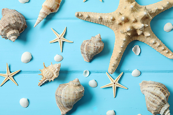 포토 JPG 해외이미지 스튜디오촬영 불가사리 사람없음 하이앵글 조개껍데기 소라 오브젝트 해외포토 뷰포인트 조개 어패류 극피동물 실내 파일형식 이미지허브 이미지허브