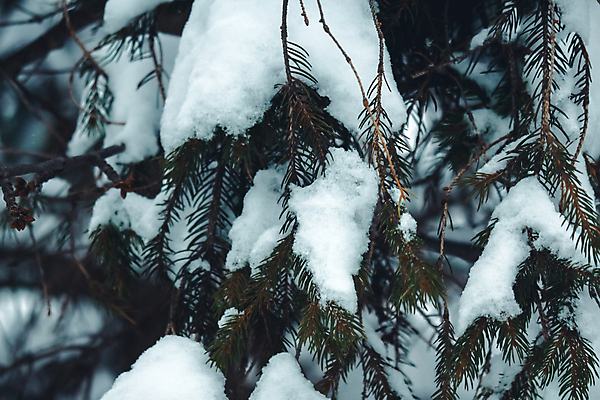 포토 JPG 해외이미지 나무 식물 동물 커플 응시 크리스마스 겨울 조류 스키 서기 사람없음 야외 목재 얼음 추위 나뭇가지 소나무 눈송이 숲 서리 상록수 침엽수 전나무 가문비나무 해외포토 자연요소 시선 계절 기념일 재료 관계 모션 겨울스포츠 눈_날씨 파일형식 이미지허브