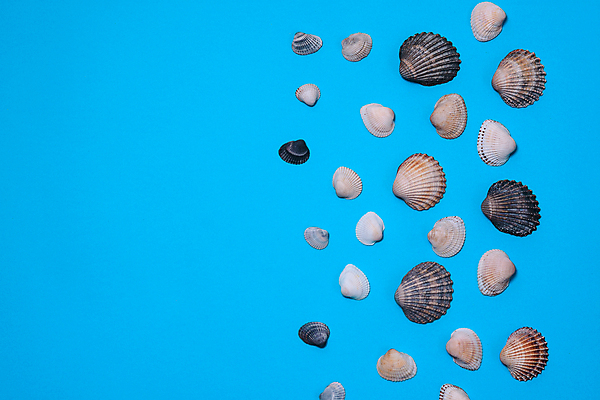 포토 JPG 해외이미지 스튜디오촬영 사람없음 여름 하이앵글 다양 조개껍데기 오브젝트 많음 카피스페이스 해외포토 계절 뷰포인트 다수 컨셉 조개 실내 공백 파일형식 이미지허브 이미지허브
