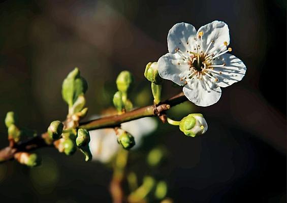 포토 JPG 해외이미지 자연 사람없음 벚꽃 나뭇가지 우아함 나무 꽃 컨셉 생태계 파일형식 이미지허브