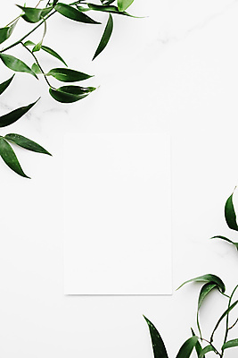 포토 JPG 해외이미지 종이 잎 프레임 사람없음 흰배경 대리석 카피스페이스 보테니컬아트 해외포토 식물 백그라운드 재료 공백 흰색 파일형식 이미지허브