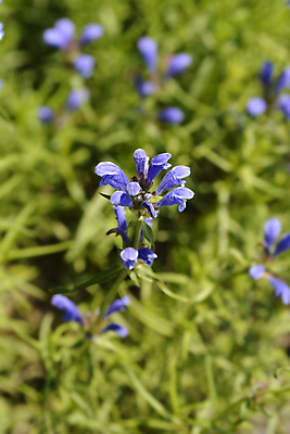 포토 JPG 해외이미지 식물 꽃 잎 자연 사람없음 야외 초록색 파란색 정원 봄 닫기 해외포토 계절 컬러 모션 생태계 파일형식 이미지허브