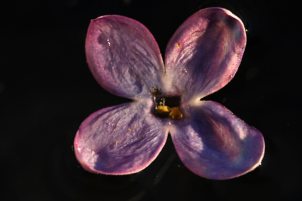 포토 JPG 해외이미지 나무 식물 계절 꽃잎 꽃 분홍색 꽃다발 백그라운드 잎 꽃무늬 자연 사람없음 야외 초록색 여름 뷰티 정원 보라색 봄 벚꽃 흰색 나뭇가지 개화 선택 다발 제비꽃 라일락 고립 해외포토 컬러 컨셉 무늬 생태계 파일형식 이미지허브