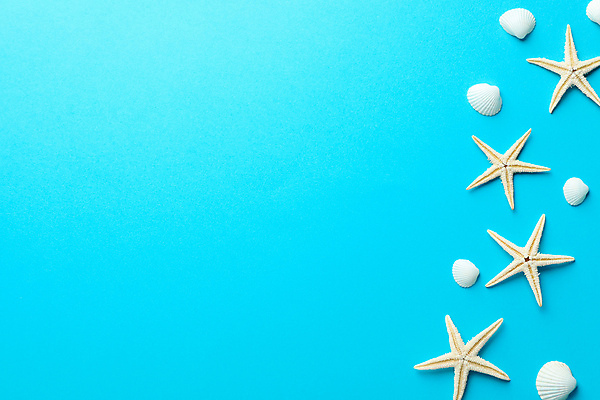 포토 JPG 해외이미지 스튜디오촬영 백그라운드 불가사리 사람없음 하이앵글 조개껍데기 오브젝트 카피스페이스 해외포토 뷰포인트 조개 극피동물 실내 공백 파일형식 이미지허브 이미지허브