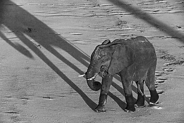 포토 JPG 해외이미지 동물 여자 남자 야생동물 여행 포유류 아프리카 자연 초식동물 코끼리 사람없음 야외 걷기 환경 아기 황무지 보호 큼 사파리 환경보전 상아 멸종 서식지 내추럴 남아프리카 사바나 생태학 해외포토 교육 나라 컨셉 모션 사람 크기 사회이슈 생태계 파일형식 이미지허브