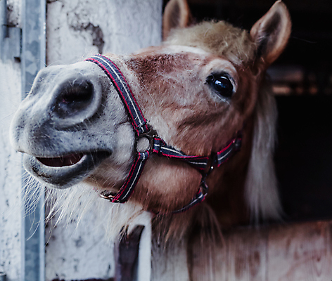 포토 JPG 해외이미지 동물 응시 얼굴 밭 포유류 자연 사람없음 야외 가로 뷰티 농장 갈색 머리 목장 시골 승마 우아함 땅 갈기 방목장 해외포토 시선 스포츠 컬러 컨셉 농업 신체부위 생태계 파일형식 이미지허브