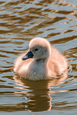 포토 JPG 해외이미지 주간 한마리 호수 새끼 사람없음 야외 백조 해외포토 자연요소 동물 1 조류 파일형식 이미지허브