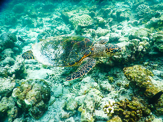 포토 JPG 해외이미지 동물 야생동물 바다 백그라운드 파충류 자연 휴가 어류 사람없음 초록색 물 파란색 환경 수중 수영 스노클링 산호 거북이 다이빙 하와이 암초 멸종 해외포토 자연요소 컬러 미국 수중동물 수상스포츠 자포동물 생태계 수중스포츠 파일형식 이미지허브