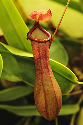 포토 JPG 해외이미지 식물 꽃 곤충 잎 날개 자연 바닥 동양인 사람없음 초록색 여름 정원 펼침 습기 원숭이 벌레 주머니 컨테이너 먹기 오르기 육식동물 포도나무 개미 육식 꿀 올가미 포수 유리주전자 내추럴 신맛 이국적 해외포토 동물 계절 산업 컬러 포유류 모션 유리 주전자 인종 야구선수 맛 과일나무 생태계 파일형식 이미지허브