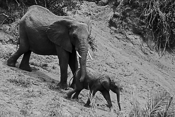 포토 JPG 해외이미지 동물 여자 남자 야생동물 여행 포유류 아프리카 자연 초식동물 코끼리 사람없음 야외 걷기 환경 아기 황무지 보호 큼 사파리 환경보전 상아 멸종 서식지 내추럴 남아프리카 사바나 생태학 해외포토 교육 나라 컨셉 모션 사람 크기 사회이슈 생태계 파일형식 이미지허브