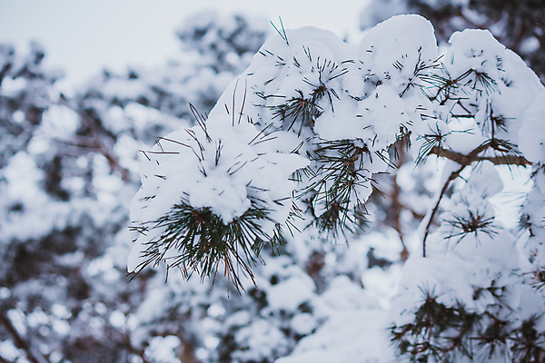 포토 JPG 해외이미지 나무 식물 동물 커플 응시 크리스마스 겨울 조류 스키 서기 사람없음 야외 목재 얼음 추위 나뭇가지 소나무 눈송이 숲 서리 상록수 침엽수 전나무 가문비나무 해외포토 자연요소 시선 계절 기념일 재료 관계 모션 겨울스포츠 눈_날씨 파일형식 이미지허브