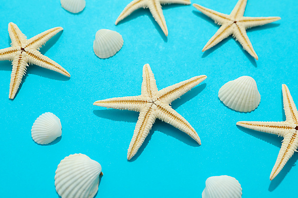 포토 JPG 해외이미지 스튜디오촬영 불가사리 사람없음 조개껍데기 오브젝트 해외포토 조개 극피동물 실내 파일형식 이미지허브 이미지허브