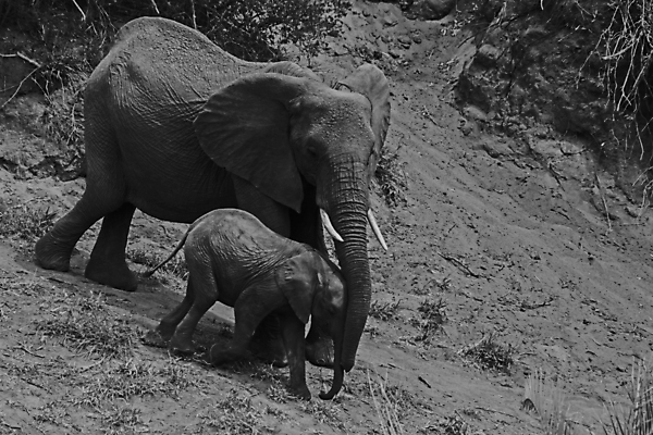 포토 JPG 해외이미지 동물 여자 남자 야생동물 여행 포유류 아프리카 자연 초식동물 코끼리 사람없음 야외 걷기 환경 아기 황무지 보호 큼 사파리 환경보전 상아 멸종 서식지 내추럴 남아프리카 사바나 생태학 해외포토 교육 나라 컨셉 모션 사람 크기 사회이슈 생태계 파일형식 이미지허브