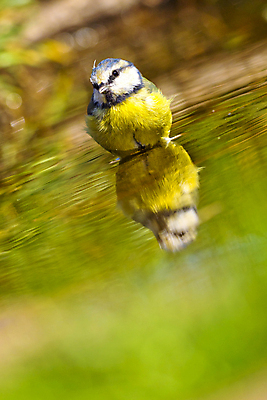 포토 JPG 해외이미지 동물 유럽 야생동물 날개 자연 조류 사람없음 야외 뷰티 환경 목욕 다양 연못 스페인 보호 숲 갈증 깃털 환경보전 생태계 생물학 부리 서식지 동물상 보호구역 생태학 해외포토 교육 나라 다수 컨셉 조형물 청결 사회이슈 구역 파일형식 이미지허브