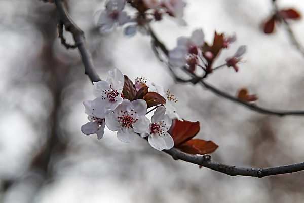 포토 JPG 해외이미지 잎 자연 사람없음 벚꽃 나뭇가지 우아함 해외포토 나무 식물 꽃 컨셉 생태계 파일형식 이미지허브