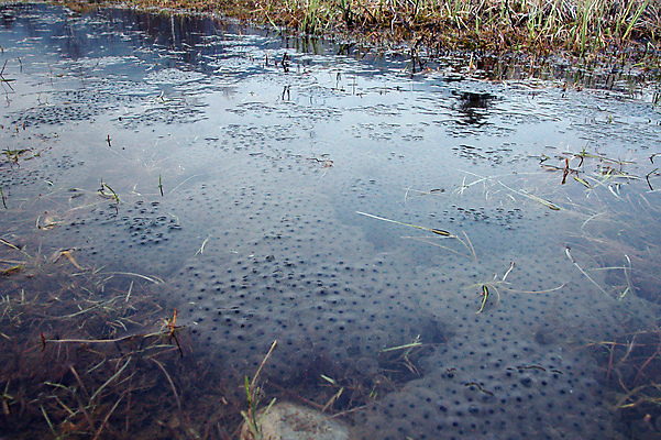 포토 JPG 해외이미지 동물 종류 개구리 양서류 사람없음 물 다양 연못 변화 해외포토 자연요소 다수 컨셉 파일형식 이미지허브