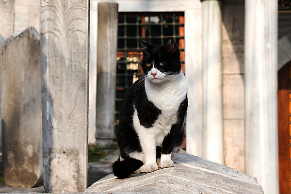 포토 JPG 해외이미지 동물 포유류 거리 털 사람없음 야외 반려동물 고양이 노숙자 해외포토 파일형식 이미지허브