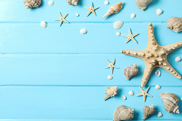 포토 JPG 해외이미지 스튜디오촬영 백그라운드 불가사리 사람없음 여름 조개껍데기 소라 오브젝트 카피스페이스 해외포토 계절 조개 어패류 극피동물 실내 공백 파일형식 이미지허브 이미지허브