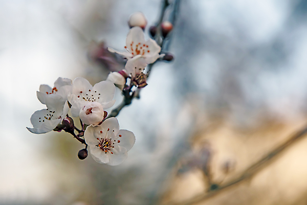 포토 JPG 해외이미지 자연 사람없음 벚꽃 나뭇가지 우아함 해외포토 나무 꽃 컨셉 생태계 파일형식 이미지허브