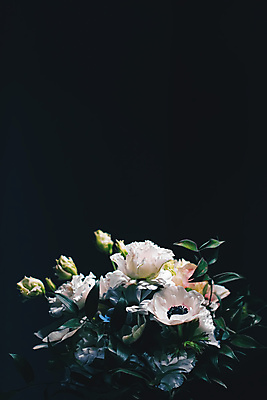 포토 JPG 해외이미지 꽃 실내 사람없음 검은색 카피스페이스 미니멀 해외포토 식물 컬러 내부 공백 파일형식 이미지허브