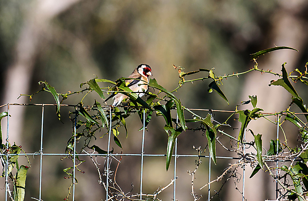 포토 JPG 해외이미지 나무 동물 남자 유럽 야생동물 백그라운드 겨울 날개 일러스트 자연 조류 씨앗 앉기 사람없음 야외 빨간색 초록색 여름 컬러풀 갈색 노란색 정원 검은색 봄 흰색 나뭇가지 황금 작음 깃털 부리 내추럴 고립 동물상 해외포토 식물 계절 나라 컬러 모션 사람 조형물 크기 생태계 파일형식 이미지허브