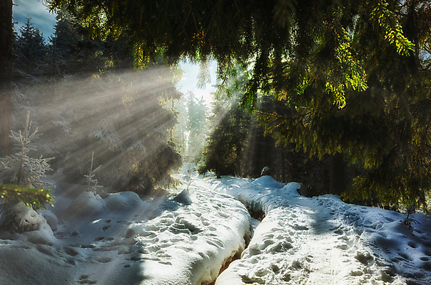 포토 JPG 해외이미지 나무 식물 계절 크리스마스 겨울 꽃무늬 부분 자연 하늘 날씨 왕관 사람없음 야외 목재 파란색 빛 햇빛 태양 뷰티 마을 냉동 얼음 고요 추위 나뭇가지 시골 숲 오솔길 12월 흥분 시골집 서리 장면 온도 1월 내추럴 2월 교외 삼림지대 옛날 현상 해외포토 자연요소 기념일 꽃 감정 길 컬러 무늬 재료 주택 날짜 생태계 파일형식 이미지허브
