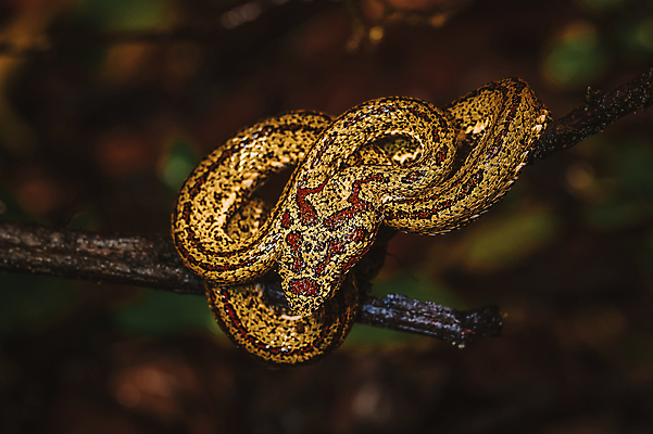 포토 JPG 해외이미지 동물 1 야생동물 파충류 자연 멕시코 동물원 사람없음 야외 여름 노란색 미국 뱀 숲 열대우림 그림 멸종 남쪽 내추럴 동물상 보호구역 코스타리카 해외포토 계절 컬러 북아메리카 조형물 중앙아메리카 방향 생태계 구역 파일형식 이미지허브