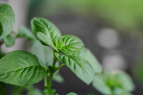 포토 JPG 해외이미지 식물 라이프스타일 음료 음식 백그라운드 잎 농업 채소 자연 사람없음 초록색 농장 농경지 정원 봄 나뭇가지 신선 조미료 민트 허브 유기농 해외포토 나무 웰빙 계절 산업 컬러 생활 생태계 향미료 파일형식 이미지허브