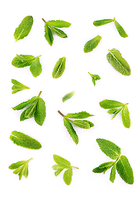 포토 JPG 해외이미지 잎 사람없음 초록색 민트 허브 향신료 스피아민트 해외포토 식물 컬러 향미료 파일형식 이미지허브