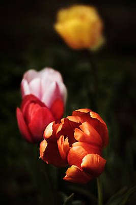 포토 JPG 해외이미지 식물 디자인 계절 꽃잎 꽃 백그라운드 꽃무늬 밭 오렌지 자연 벽지 사람없음 야외 장식 빨간색 초록색 빛 컬러풀 뷰티 노란색 머리 정원 맑음 봄 활발 튤립 수확 성장 벚꽃 흰색 시골 개화 그룹 우아함 닫기 소프트포커스 문학 장면 부드러움 내추럴 해외포토 컬러 컨셉 무늬 농업 과일 모션 날씨 촬영기법 신체부위 감각 생태계 파일형식 이미지허브