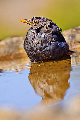 포토 JPG 해외이미지 동물 유럽 야생동물 날개 자연 조류 사람없음 야외 뷰티 환경 목욕 다양 연못 스페인 보호 숲 갈증 깃털 환경보전 생태계 생물학 부리 서식지 동물상 보호구역 생태학 해외포토 교육 나라 다수 컨셉 조형물 청결 사회이슈 구역 파일형식 이미지허브