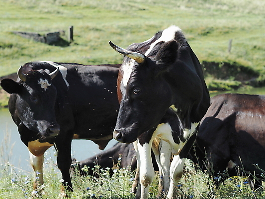 포토 JPG 해외이미지 동물 뿔 사람없음 우유 소 큼 황소 찰과상 해외포토 포유류 유제품 상처 크기 파일형식 이미지허브