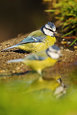 포토 JPG 해외이미지 동물 유럽 야생동물 날개 자연 조류 사람없음 야외 뷰티 환경 목욕 다양 연못 스페인 보호 숲 갈증 깃털 환경보전 생태계 생물학 부리 서식지 동물상 보호구역 생태학 해외포토 교육 나라 다수 컨셉 조형물 청결 사회이슈 구역 파일형식 이미지허브
