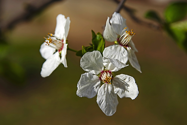 포토 JPG 해외이미지 잎 자연 사람없음 벚꽃 나뭇가지 우아함 해외포토 나무 식물 꽃 컨셉 생태계 파일형식 이미지허브