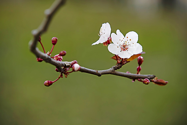 포토 JPG 해외이미지 자연 사람없음 벚꽃 나뭇가지 우아함 해외포토 나무 꽃 컨셉 생태계 파일형식 이미지허브