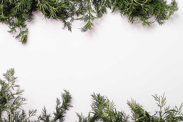 포토 JPG 해외이미지 식물 음식 백그라운드 잎 다이어트 채소 재료 자연 프레임 건강 요리 사람없음 가로 초록색 약 우주 정원 쪽지 식사 공백 흰색 나뭇가지 신선 양념 조미료 맛 다발 먹기 허브 향신료 유기농 질감 날것 건강식 내추럴 고립 딜 채식주의자 레터링 카피스페이스 해외포토 나무 웰빙 컬러 컨셉 의학 모션 생태계 채식 향미료 파일형식 이미지허브