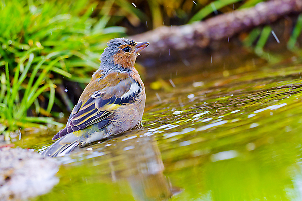포토 JPG 해외이미지 동물 유럽 야생동물 날개 자연 조류 사람없음 야외 뷰티 환경 목욕 다양 연못 스페인 보호 숲 갈증 깃털 환경보전 생태계 생물학 부리 서식지 동물상 보호구역 생태학 해외포토 교육 나라 다수 컨셉 조형물 청결 사회이슈 구역 파일형식 이미지허브