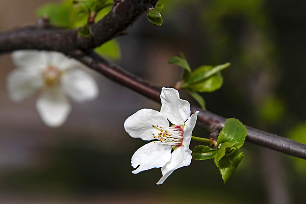 포토 JPG 해외이미지 잎 자연 사람없음 벚꽃 나뭇가지 우아함 해외포토 나무 식물 꽃 컨셉 생태계 파일형식 이미지허브