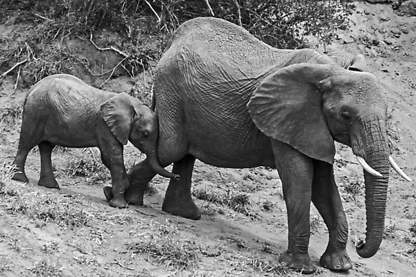 포토 JPG 해외이미지 동물 여자 남자 야생동물 여행 포유류 아프리카 자연 초식동물 코끼리 사람없음 야외 걷기 환경 아기 황무지 보호 큼 사파리 환경보전 상아 멸종 서식지 내추럴 남아프리카 사바나 생태학 해외포토 교육 나라 컨셉 모션 사람 크기 사회이슈 생태계 파일형식 이미지허브