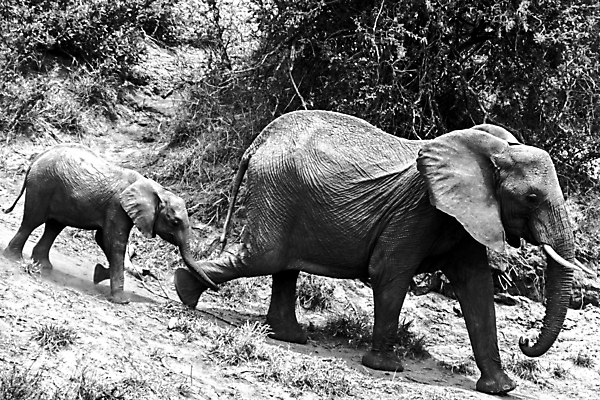 포토 JPG 해외이미지 동물 여자 남자 야생동물 여행 포유류 아프리카 자연 초식동물 코끼리 사람없음 야외 걷기 환경 아기 황무지 보호 큼 사파리 환경보전 상아 멸종 서식지 내추럴 남아프리카 사바나 생태학 해외포토 교육 나라 컨셉 모션 사람 크기 사회이슈 생태계 파일형식 이미지허브