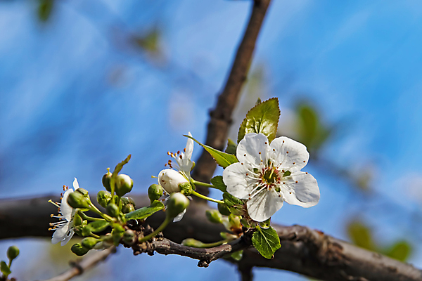 포토 JPG 해외이미지 잎 자연 하늘 사람없음 벚꽃 나뭇가지 우아함 해외포토 나무 식물 꽃 컨셉 생태계 파일형식 이미지허브