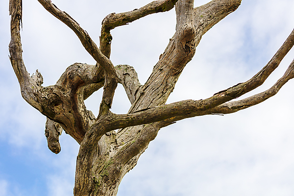 포토 JPG 해외이미지 모양 나무 패턴 자연 하늘 사람없음 야외 목재 파란색 환경 나뭇가지 죽음 나무껍질 옛날 해외포토 식물 컬러 무늬 재료 껍질 생태계 파일형식 이미지허브