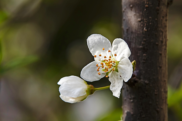 포토 JPG 해외이미지 자연 사람없음 벚꽃 나뭇가지 우아함 해외포토 나무 꽃 컨셉 생태계 파일형식 이미지허브