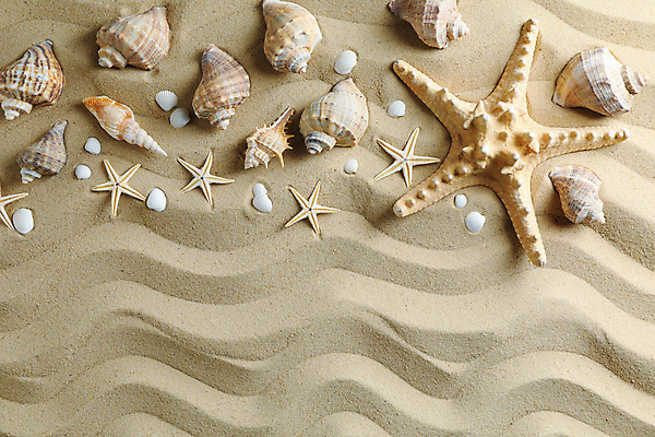 포토 JPG 해외이미지 스튜디오촬영 모래 불가사리 사람없음 하이앵글 조개껍데기 소라 오브젝트 물결무늬 카피스페이스 해외포토 물결 뷰포인트 무늬 조개 어패류 극피동물 실내 공백 파일형식 이미지허브 이미지허브