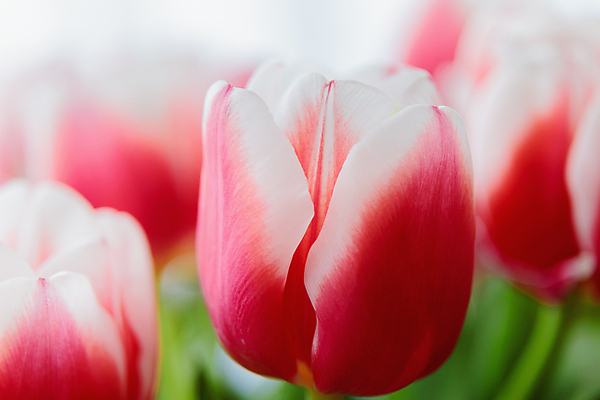 포토 JPG 해외이미지 식물 계절 꽃잎 꽃 행복 꽃다발 오렌지 전구 자연 친절 부활절 실내 발렌타인데이 사람없음 빨간색 초록색 컬러풀 뷰티 노란색 봄 활발 튤립 성장 벚꽃 축하 신선 닫기 다발 보케 향기 부드러움 꽃수술 해외포토 기념일 감정 컬러 컨셉 과일 모션 데이이벤트 내부 감각 생태계 냄새 파일형식 이미지허브