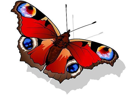 EPS 해외이미지 동물 야생동물 나비 곤충 날개 일러스트 자연 장식 여름 컬러풀 환경 정원 봄 우아함 벌레 생물학 고립 동물상 해외일러스트 계절 교육 컬러 컨셉 조형물 생태계 파일형식 벡터 이미지허브