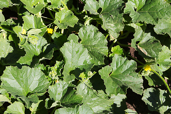 포토 JPG 해외이미지 식물 음식 밭 농업 채소 과일 자연 종류 사람없음 초록색 농장 정원 벚꽃 달콤 농부 작음 멜론 유기농 생물학 내추럴 채소밭 세련 해외포토 직업 웰빙 교육 꽃 산업 컬러 맛 크기 생태계 파일형식 이미지허브